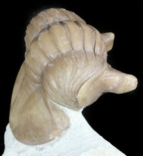 Asaphus Punctatus Trilobite - Russia #45989